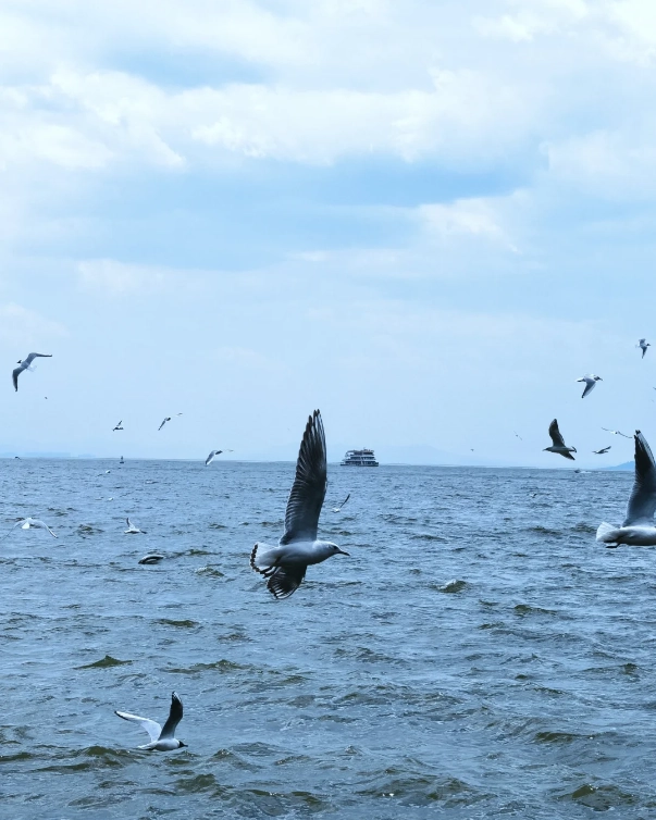 Photo of Dianchi Lake: how to get to Dianchi Lake