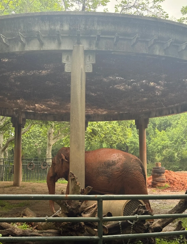 Shanghai Zoo review
