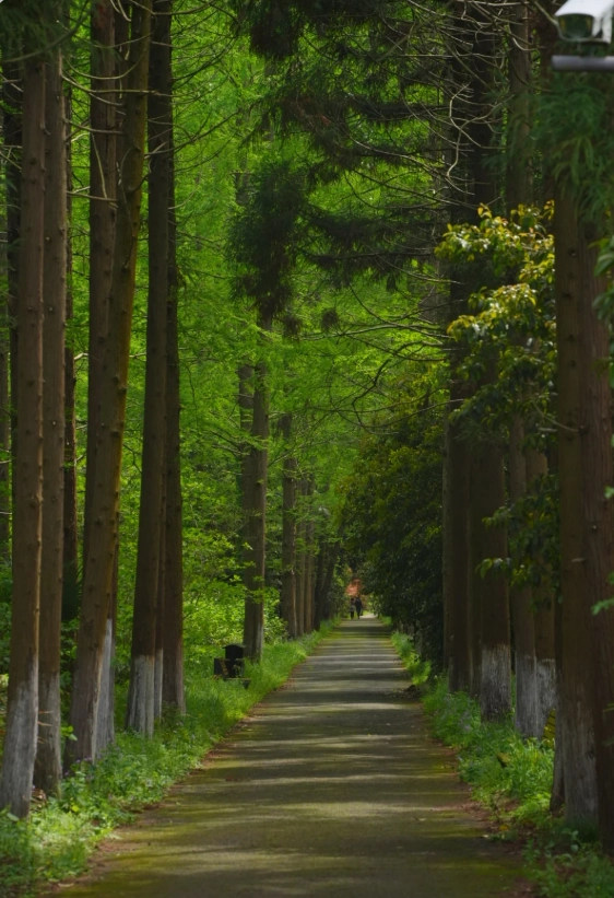 Dongping forest park tours