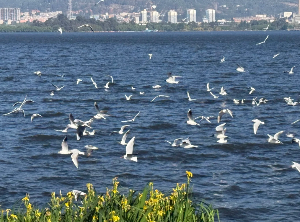 Photo of Dianchi Lake: Dianchi Lake travel guide