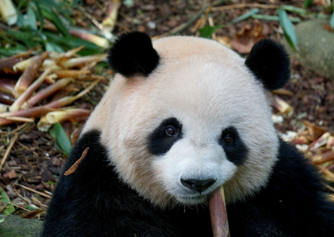 Chengdu and Chongqing 5-day itinerary: Avoid Crowds and Taste Authentic Sichuan