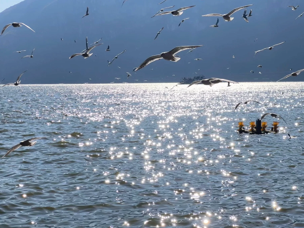 Photo of Erhai Lake: Dali Erhai Lake activities