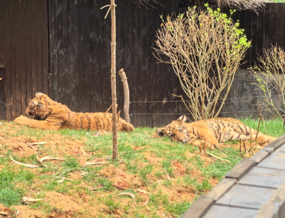 Photo of Yunnan Wildlife Park: panda Kunming