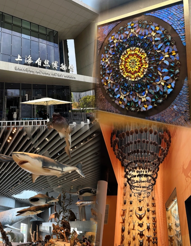 Is the Shanghai Natural History Museum Worth Visiting? A Local's Honest Review