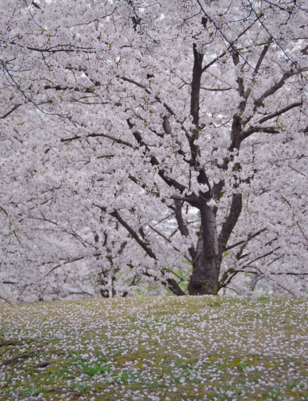 Gucun Park cherry blossoms
