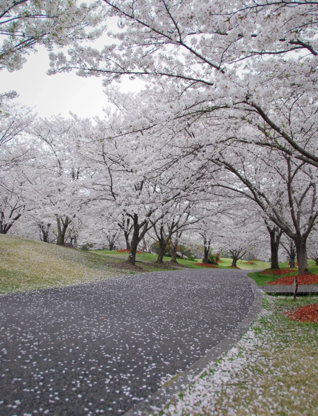 best time to see cherry blossoms in Shanghai