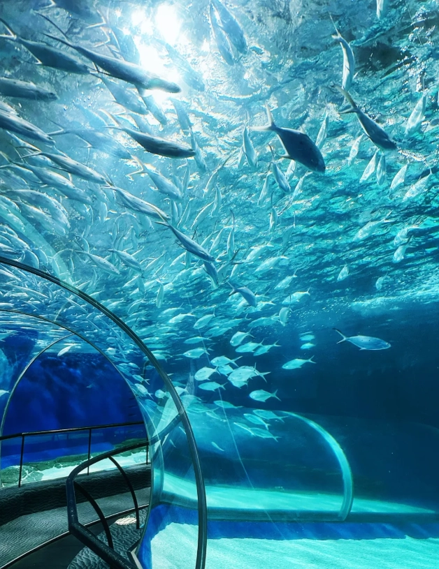 Shanghai Ocean Park visiting time