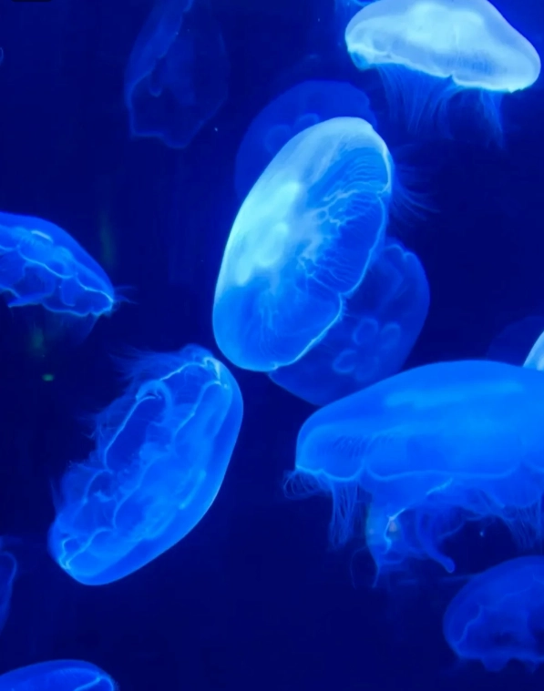 how long to visit Shanghai Ocean Park
