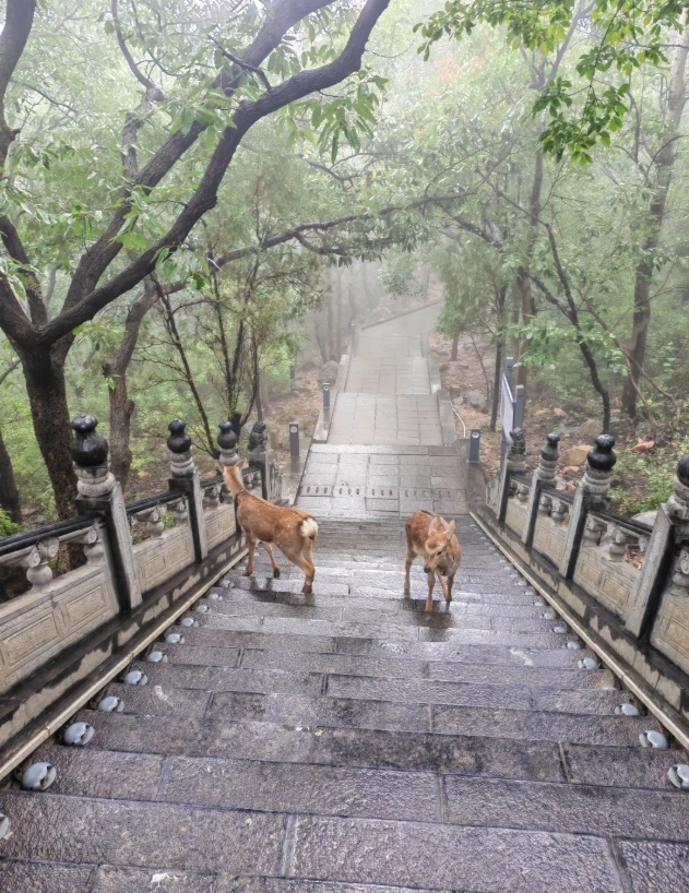 Sheshan National Forest Park things to do Sheshan National Forest Park things to do