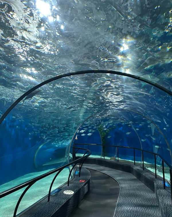 Shanghai Ocean Aquarium ticket price