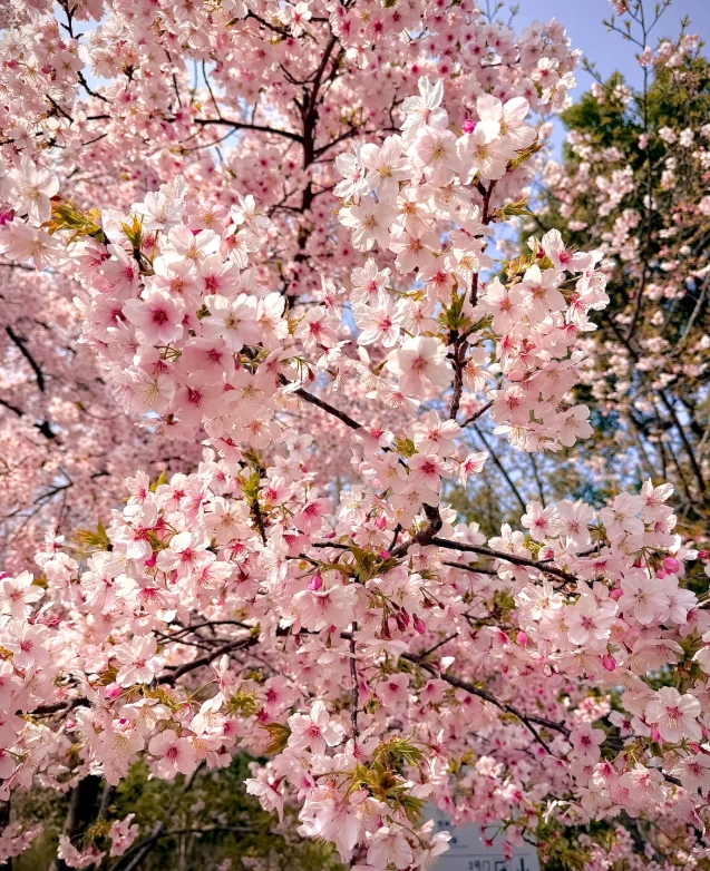 Gucun Park Cherry Blossoms: A Complete Visitor's Guide