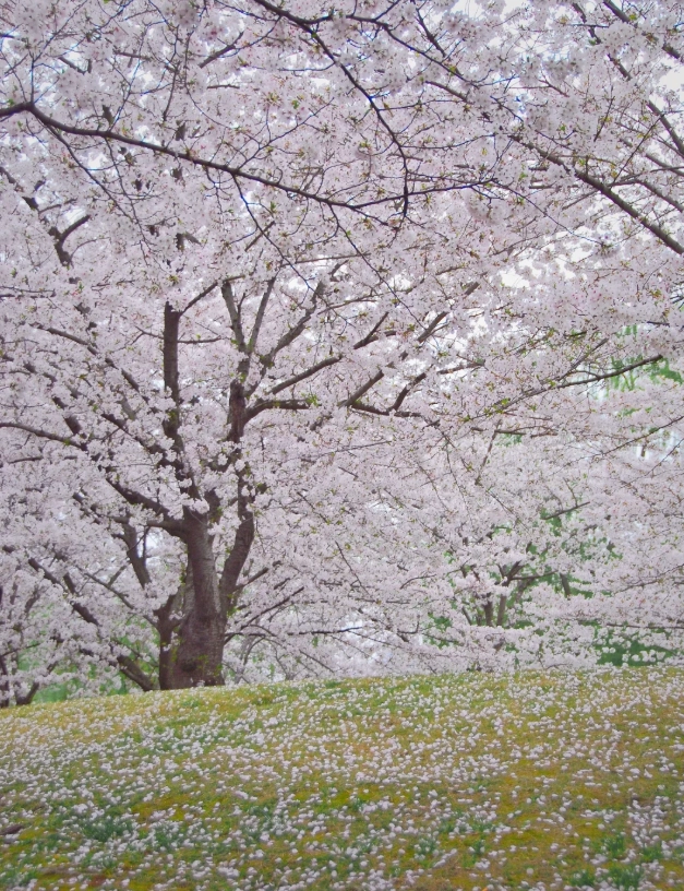 Shanghai cherry blossom festival
