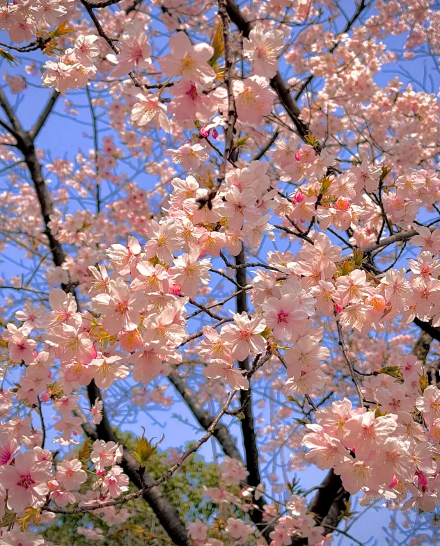 Shanghai cherry blossom festival