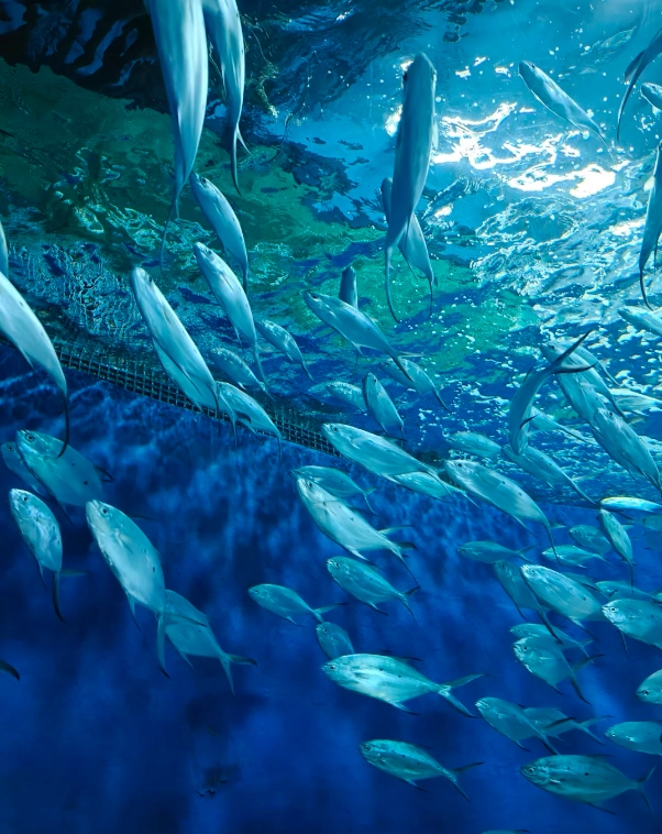 Shanghai Ocean Aquarium discount