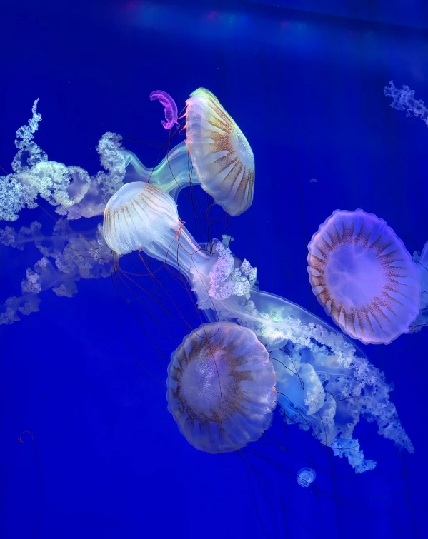 Shanghai aquarium hours