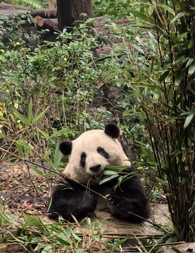 Sichuan food Chengdu