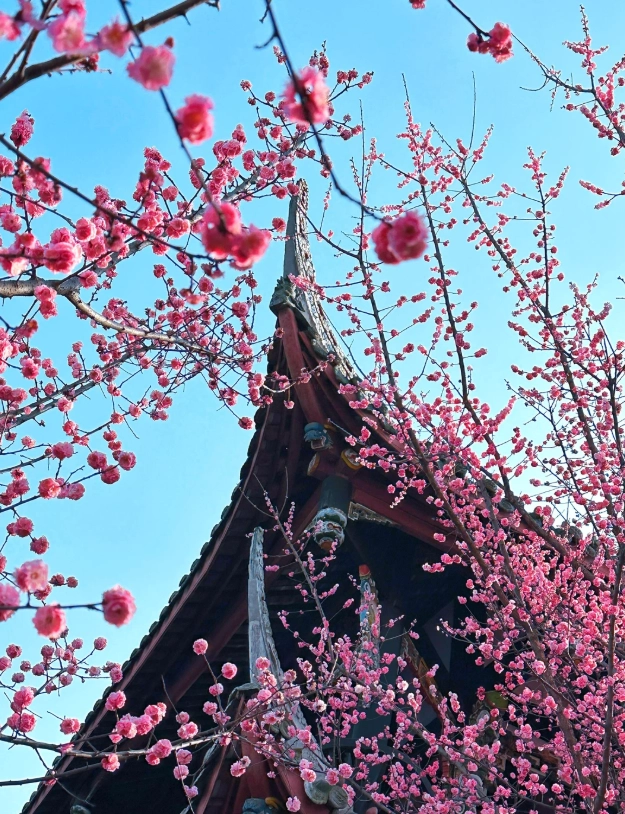 spring in Chengdu
