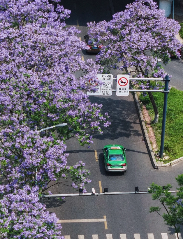 Best Season to Visit Chengdu: A Local Guide's Honest Take