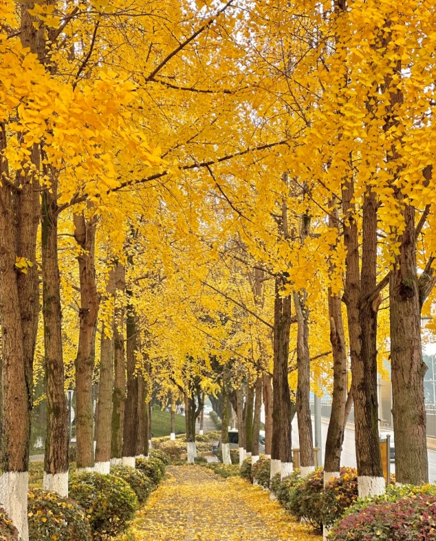 Chongqing autumn Chongqing autumn
