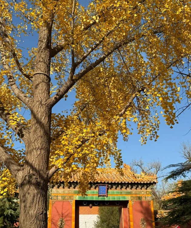 Beijing Layover: Maximize Your 12 Hours with This Expert Itinerary