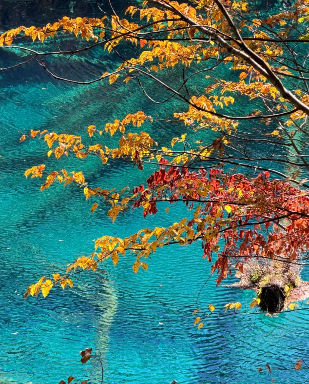 Travel photos of Aba Prefecture: Jiuzhaigou autumn