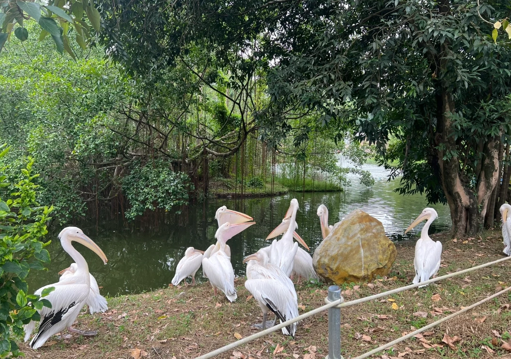 Shenzhen zoo Shenzhen zoo