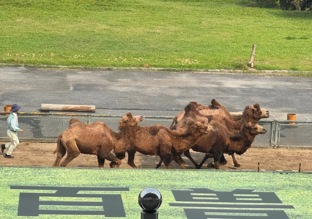 Shenzhen Safari Park tickets Shenzhen Safari Park tickets