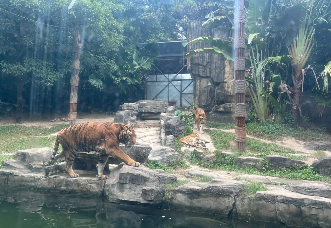 Shenzhen safari park Shenzhen safari park