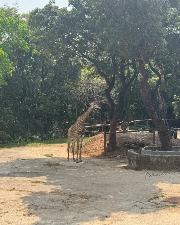 Shenzhen safari park discount Shenzhen safari park discount