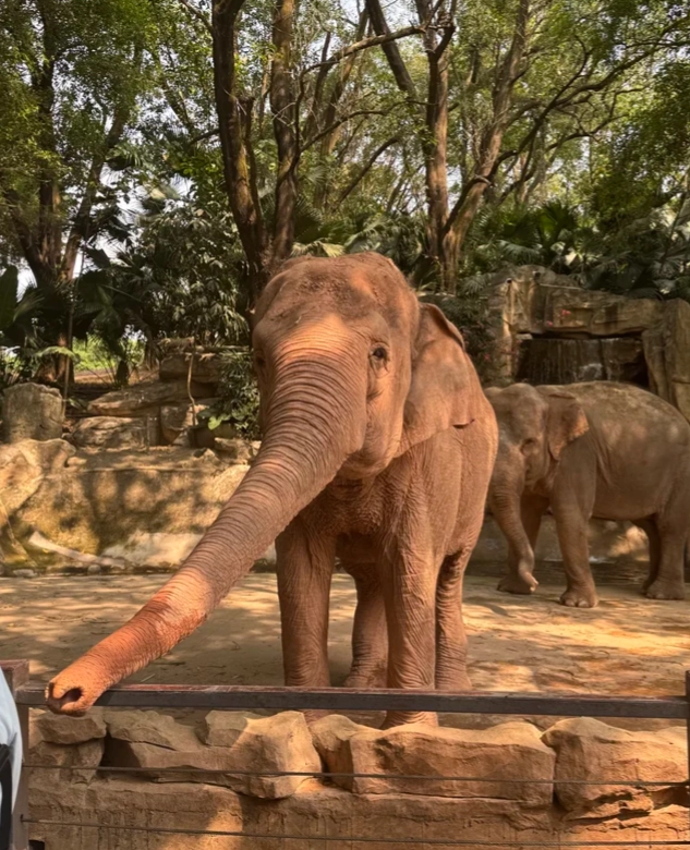 Shenzhen safari park Shenzhen safari park
