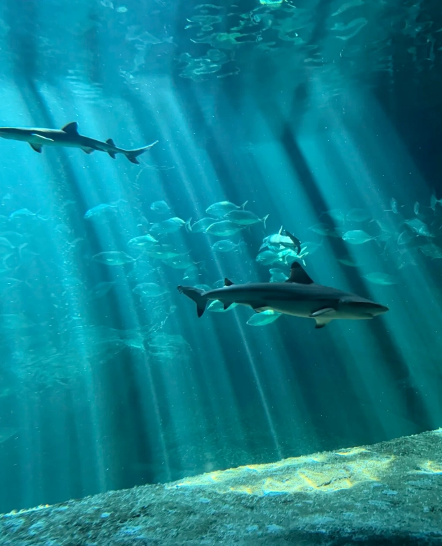 Ocean Park ticket price 2025