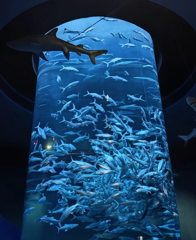 Ocean Park roller coaster