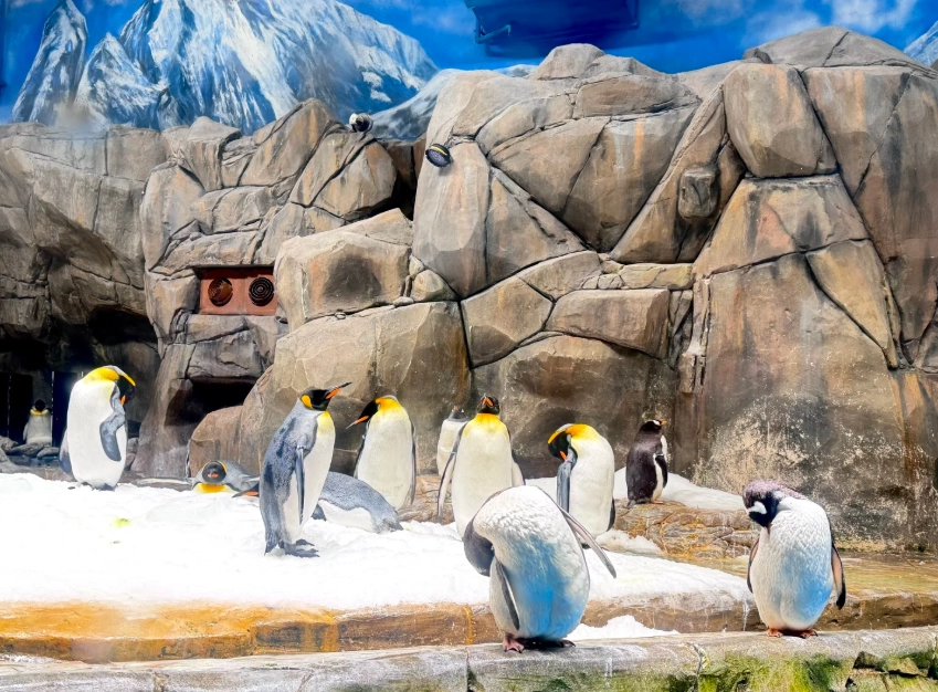 Hong Kong Ocean Park vs Disneyland