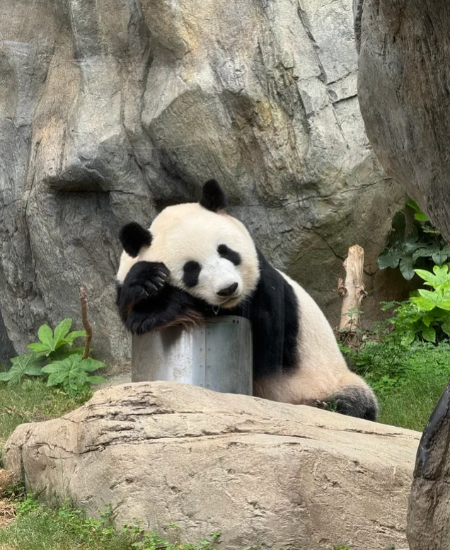 Ocean Park Hong Kong tips