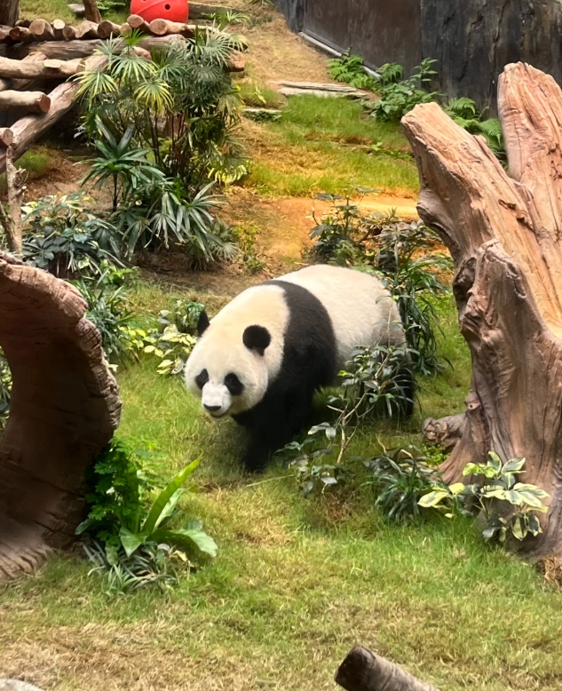 Ocean Park tickets
