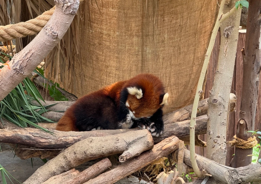 Ocean Park Hong Kong review