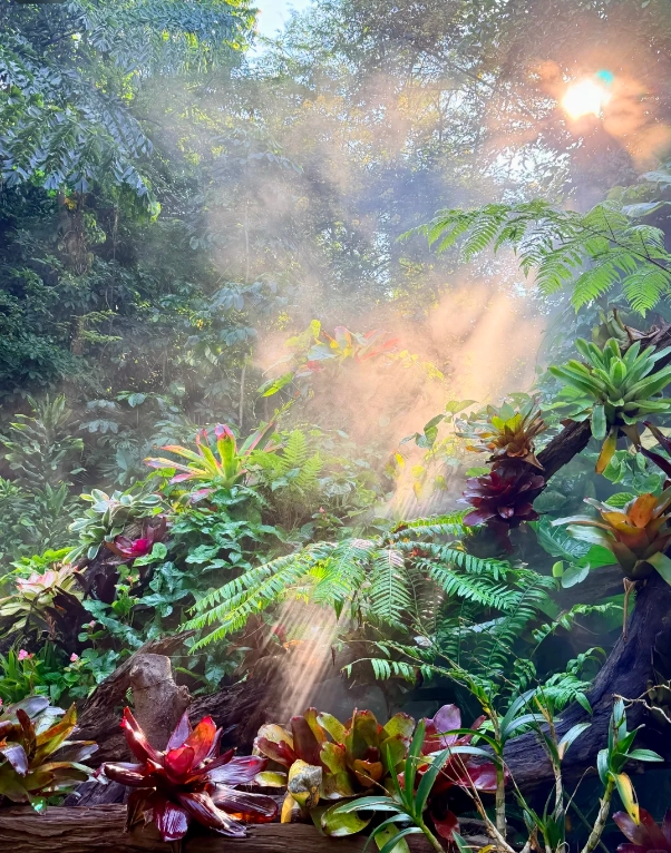 Xiamen Botanical Garden: Insider Tips for a Perfect Visit