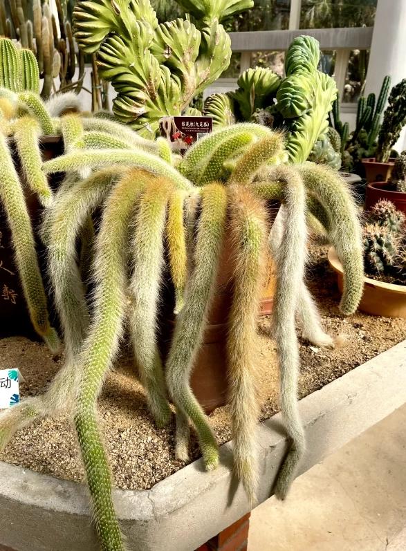 Xiamen travel guide botanical garden