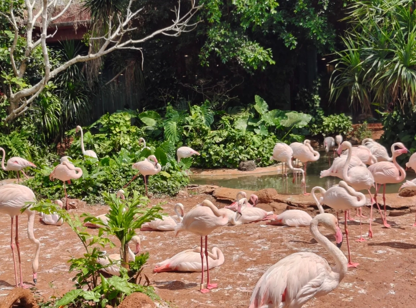 Haikou zoo