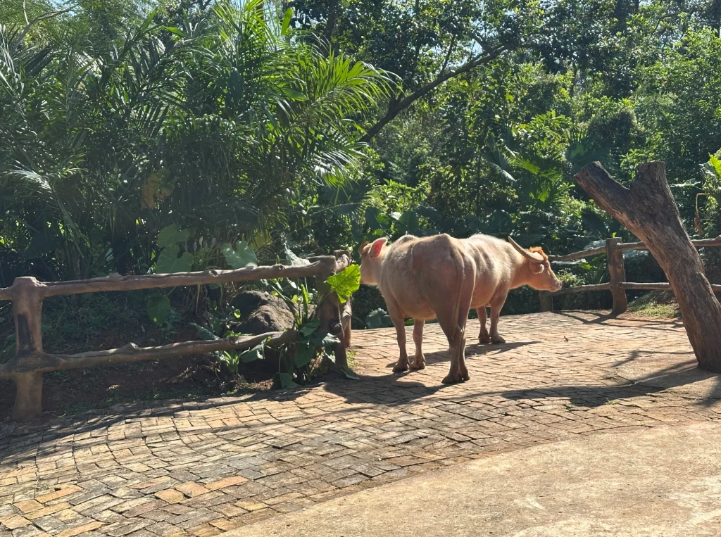 Hainan botanical garden