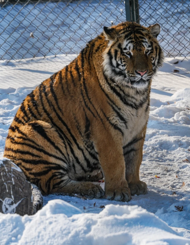 Harbin winter attractions
