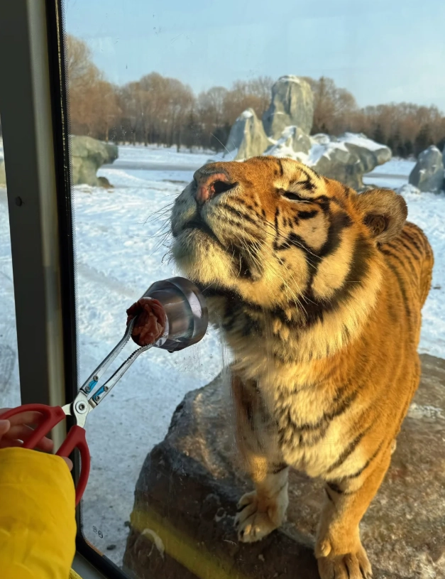 Harbin Ice Festival itinerary