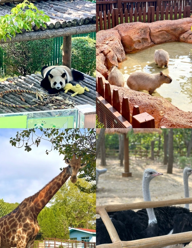 Dalian Forest Zoo tickets