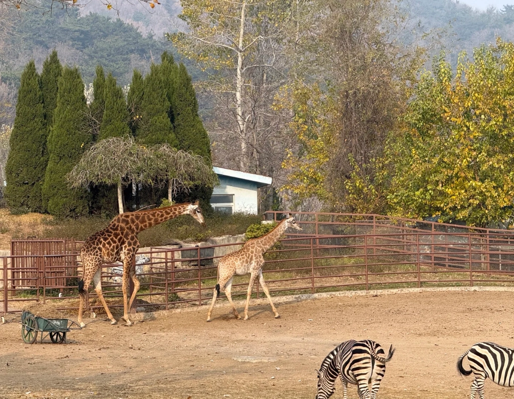 Dalian zoo experience