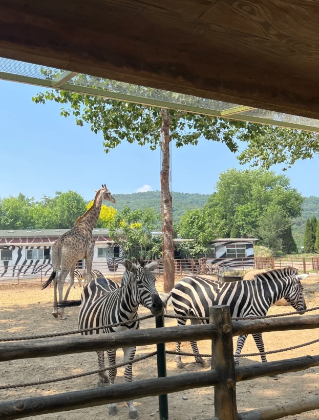 Dalian Forest Zoo itinerary Dalian Forest Zoo itinerary