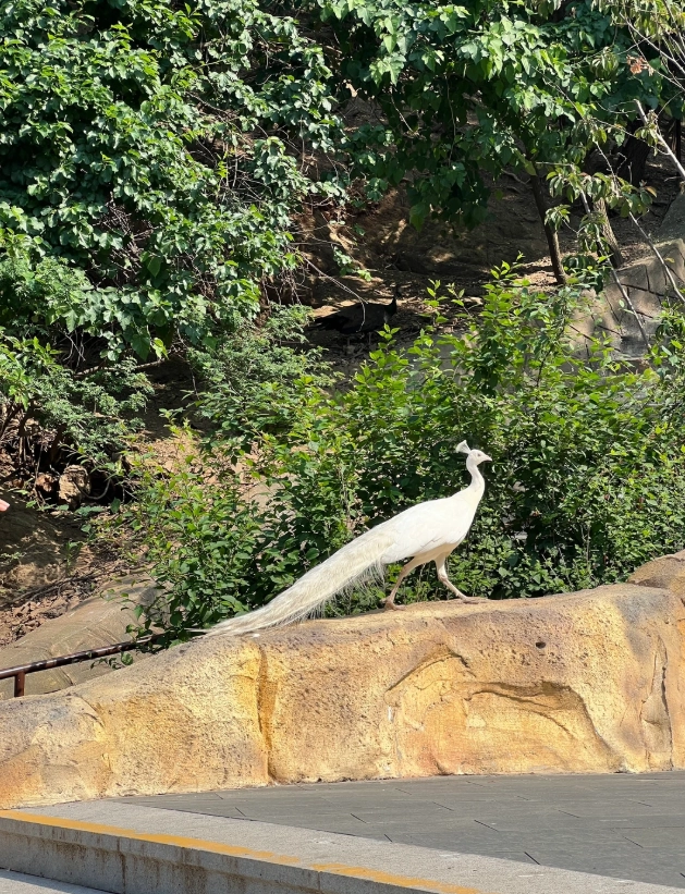 Dalian Forest Zoo tickets Dalian Forest Zoo tickets