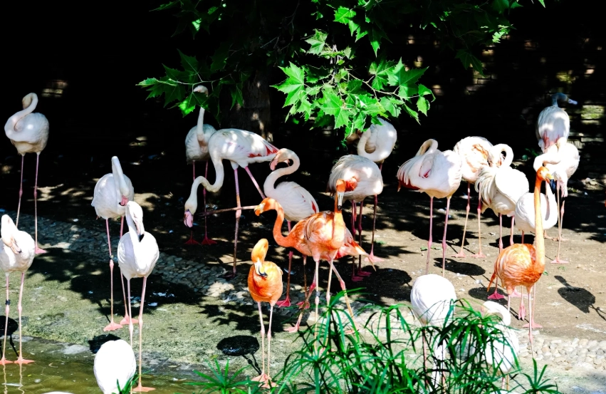 Dalian wildlife park Dalian wildlife park