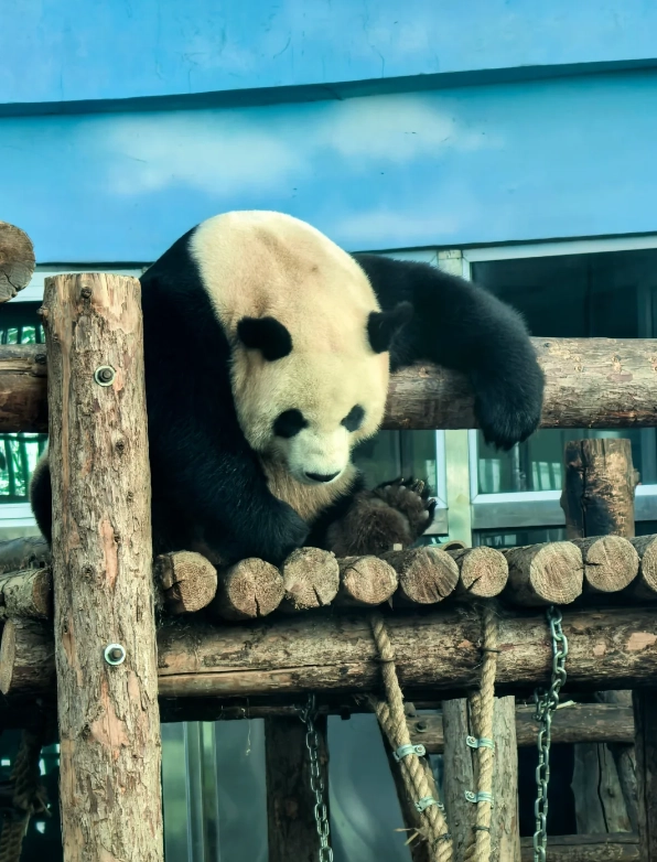 Dalian zoo experience