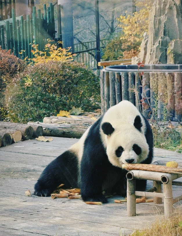 Dalian Forest Zoo review