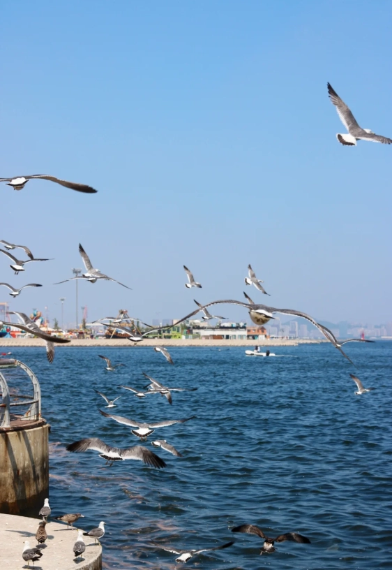 Dalian itinerary 3 days Dalian itinerary 3 days